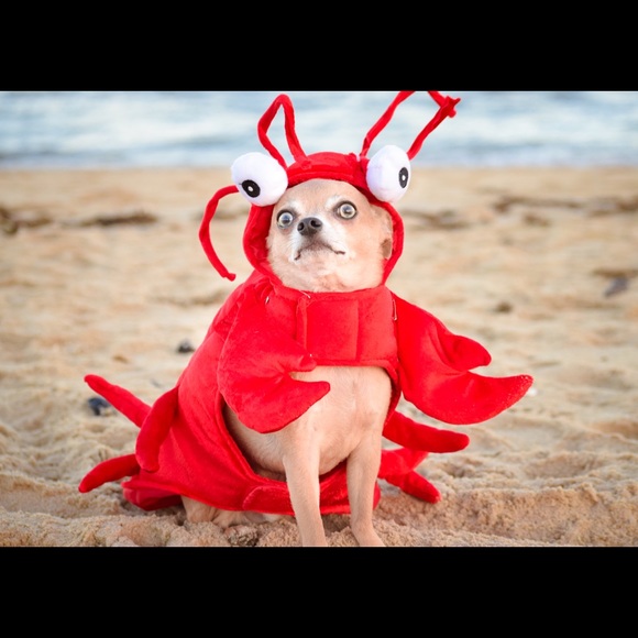 Dark wash kids denim short - Picture 2 of 2